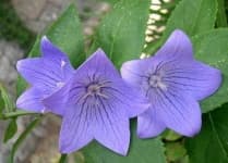 Sample 5 – Balloon flower