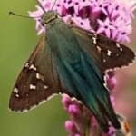 Sample 1 – Metalmark