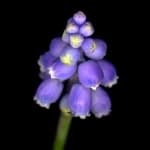 Sample 1 – Grape hyacinth