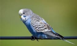 Sample 4 – Parakeet