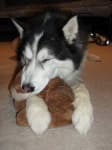 Sample 1 – Eskimo dog