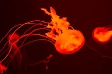 Sample 5 – Jellyfish