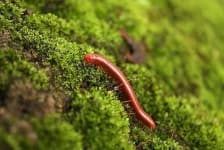 Sample 2 – Centipede