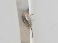 Sample 5 – Cicada