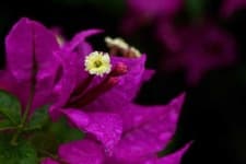 Sample 4 – Bougainvillea