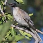 Sample 1 – Noisy friarbird