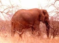 Sample 5 – Tusker