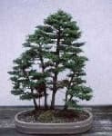 Sample 3 – Bonsai