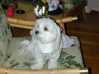 Sample 6 – Maltese dog