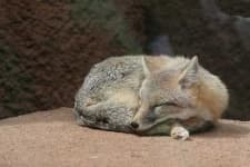 Sample 3 – Grey fox