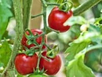 Sample 4 – Tomato
