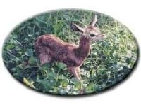Sample 1 – Gerenuk