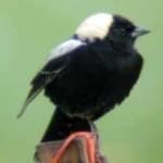 Sample 4 – Bobolink