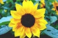 Sample 4 – Sunflower