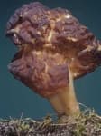 Sample 1 – Gyromitra