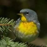 Sample 2 – Northern parula
