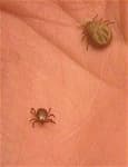 Sample 6 – Tick