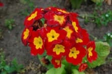 Sample 1 – Primula