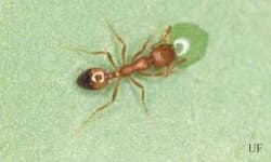 Sample 3 – Ant