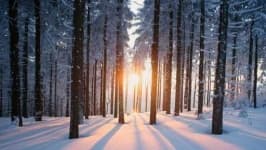 Sample 3 – Snowy