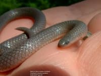 Sample 3 – Thunder snake