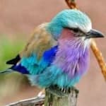 Sample 1 – Lilac roller
