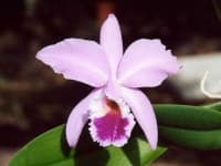 Sample 3 – Ruby lipped cattleya