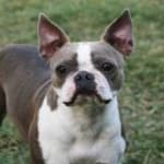 Sample 3 – Boston terrier