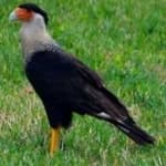 Sample 2 – Crested caracara
