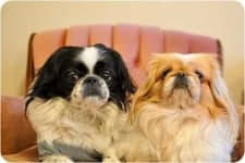 Sample 1 – Japanese spaniel