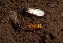 Sample 5 – Ant