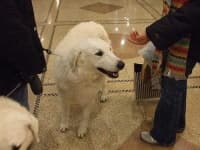 Sample of Kuvasz