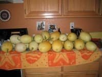 Sample 4 – Spaghetti squash