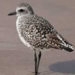 Sample 1 – Grey plover