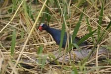 Sample 3 – European gallinule