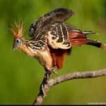 Sample 6 – Hoatzin