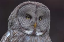 Sample 4 – Great grey owl