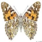 Sample 21 – Painted butterfly