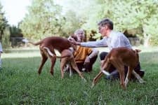Sample 3 – Ibizan hound