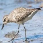 Sample 3 – Grey plover
