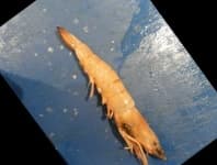 Sample 3 – Shrimp