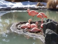 Sample 1 – Flamingo