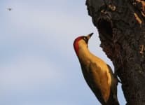 Sample 4 – Woodpecker