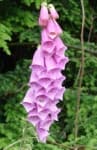 Sample 4 – Foxglove