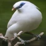 Sample 3 – Bali starling
