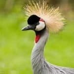 Sample 1 – African crowned crane