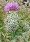Sample 3 – Spear thistle
