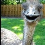 Sample 2 – Emu