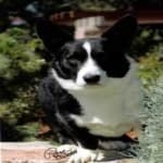 Sample 4 – Corgi
