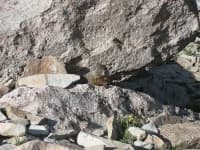 Sample 6 – Marmot